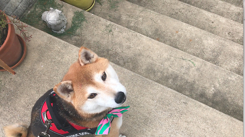 Shiba Inu guide dog helps blind handler down stairs