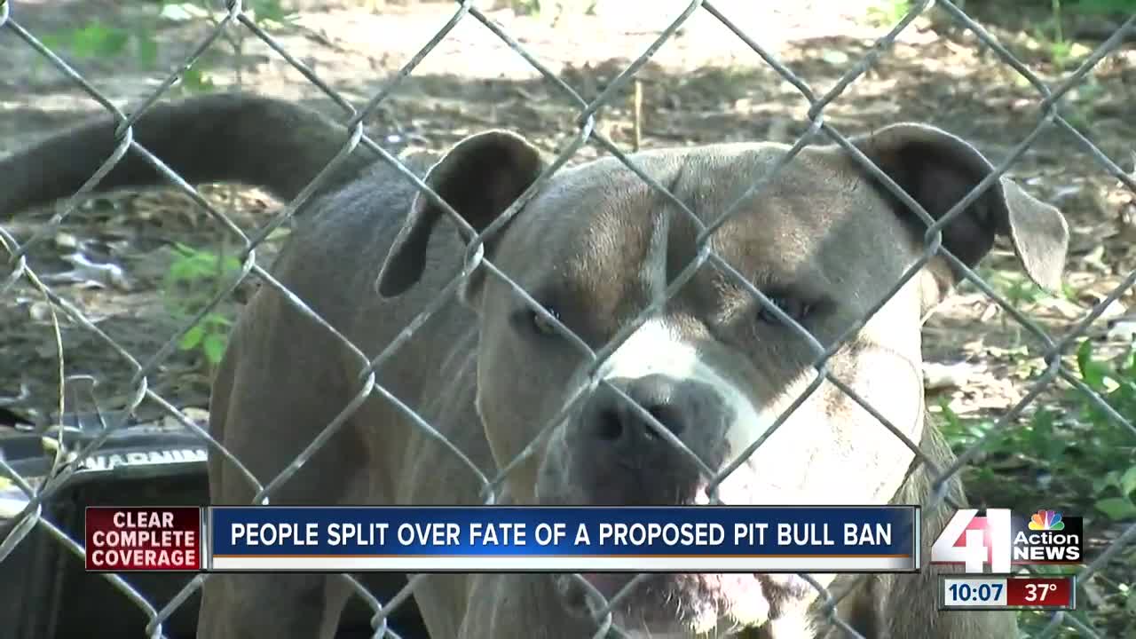 Independence citizens split over fate of proposed pit bull ban