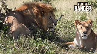 Paired Up Lions| Lalashe Maasai Mara Safari