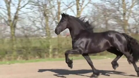 8 Most Beautiful Horses on Planet Earth65 6