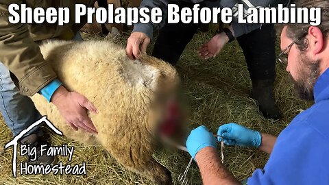 Sheep Prolapse Before Lambing