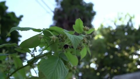 Beachfront B Roll Bees Pollinating Clip 3 Free to Use HD Stock Video Footage