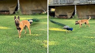 Dog And Peacock Besties Play An Epic Game Of Tag