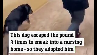 Dog Escaped The Pound Three Times To Visit Nursing Home, They Adopted Him