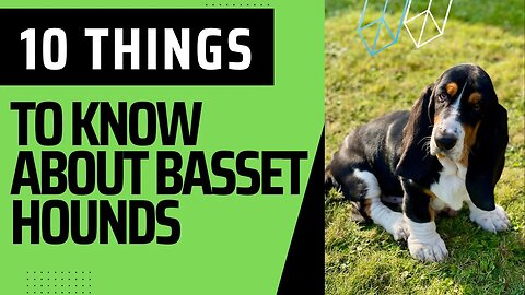 10 Things To Know About Basset Hounds.