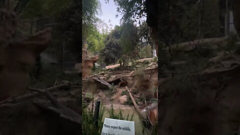 San Diego Zoo TIGER! #timelapse #shorts #sandiegozoo #cali #tiger