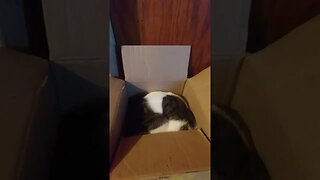 Cat in A Box