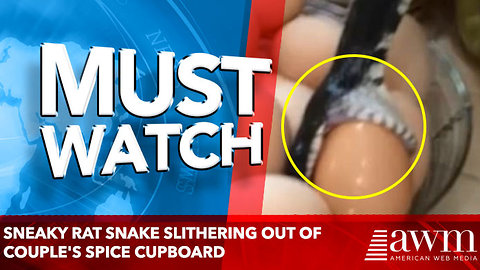 Sneaky rat snake slithering out of couple's spice cupboard