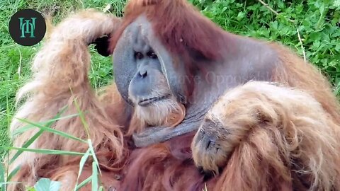 11 Fascinating Facts about Orangutans