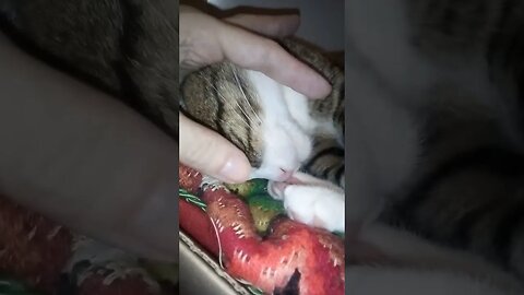 Sleepy Cat Gets Nose Boops and Pets #shorts
