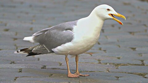 Loud Talkative European Herring Gull with Lots of Opinions
