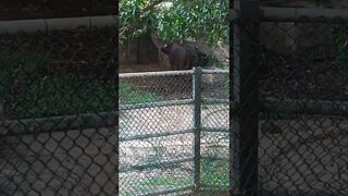 Bison big animals resting and eating. 😊