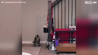 Cat gets stuck in stair rails 5