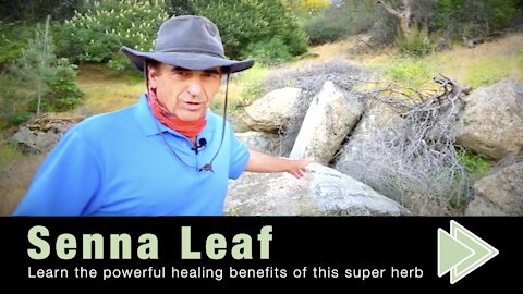 Senna Leaf Health Benefits Uses for Weight Loss and Precautions