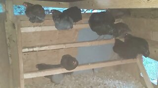 30 seconds of chickens part 38 roosting