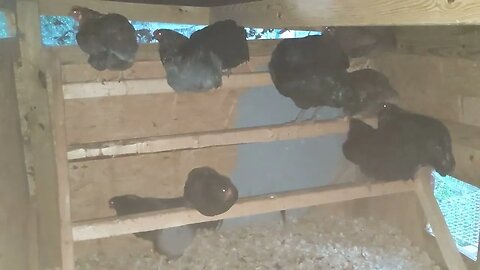 30 seconds of chickens part 38 roosting