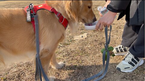 Water Drinking Retriever