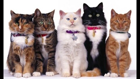 Which Cat Should I Get - Best Cats for Beginners