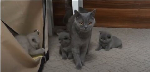 Cute Scottishfold grey cat playing with her kittens
