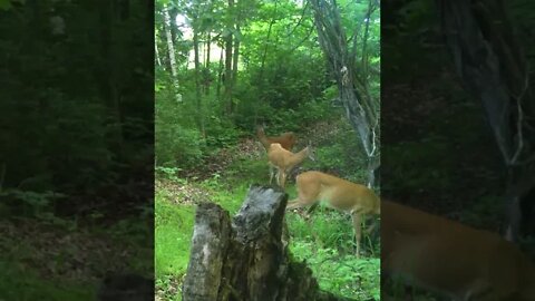 Pick your trail camera spots early! #shorts #deer #deerhunting