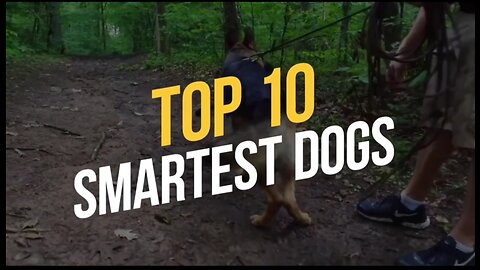 Top 10 Smartest Dogs 🐶🐶"From Puzzles to Problem Solving