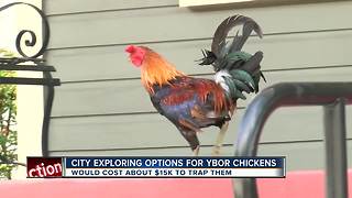 City Council wants more options to decide fate of Ybor City roosters