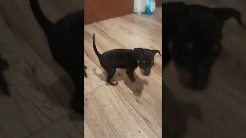 miniature pinscher father chucks pupp out cage