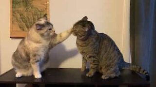 Cat tests brother's patience