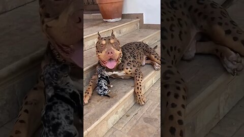 leopard dog??? #shorts #doglover #dogsofinstagram