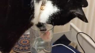 Gato escolhe beber água da forma mais díficil