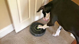 Great Dane Learns How To Turn On Robot Vacuum