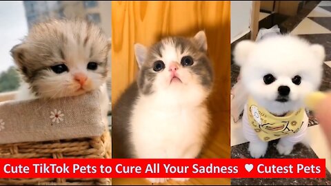 Cute TikTok Pets to Cure All Your Sadness ♥ Cutest Pets