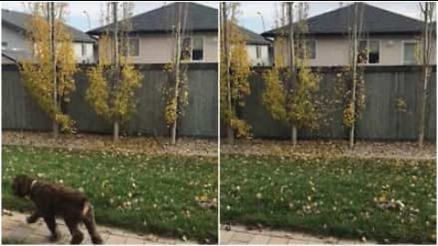 Homem vinga-se de vizinho atirando folhas para o seu quintal