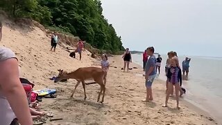 Deer encounter on Lake Michigan