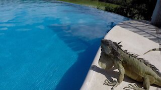 Giant iguana pushes drink right into the pool