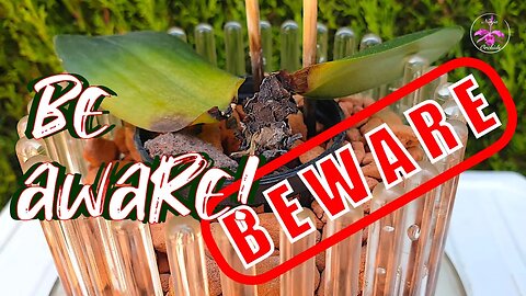 How Climate Change can be a THREAT to Orchids | How to avoid LOOSING Orchids #ninjaorchids