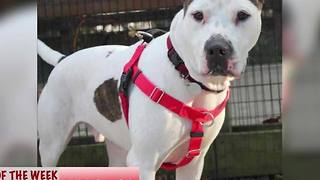 Mr. Wilson, a 3-year-old American Bulldog mix, is ready to find his forever home