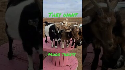 our gang love animal crackers #goats #fun #shorts #farmlife