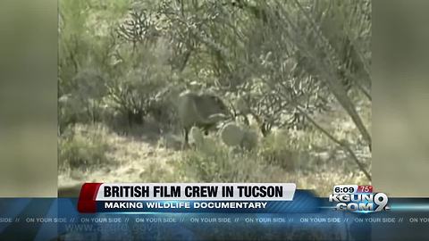 British film crew recording video of javelina in Tucson for wildlife documentary