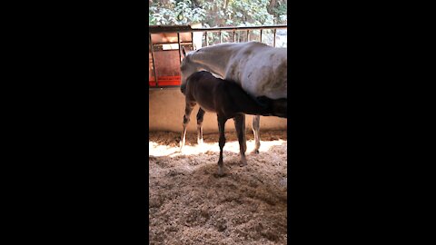 Horse mom feeding a clot