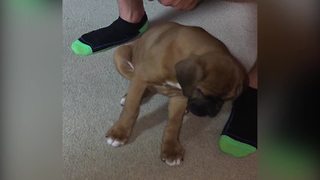 "Cute Boxer Puppy Falls Asleep While Sitting up"