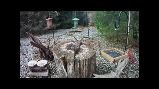 A Group of Cardinals Visit the Feeder