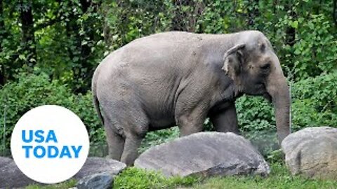 Happy the elephant could be the first animal to have human rights | USA TODAY