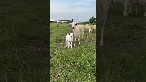 Royal White Sheep with their babies!