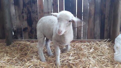 Funny little lamb