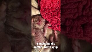 THESE KITTENS WERE LEFT AT OUR DOOR #animals #cute #kittens #babies #catvideos #kittycat