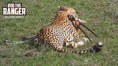 Dinner For A Cheetah Family | Maasai Mara Safari | Zebra Plains