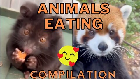 Cute Animals Eating Food Compilation - Animals are so Cute When They Eat