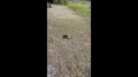 Old Florida Turtle