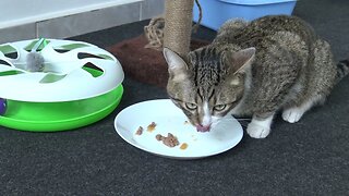 Cute Fluffy Cat Is Hungry